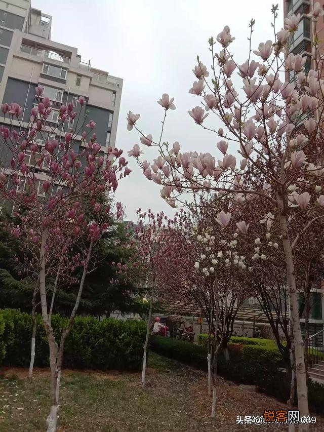 分享春天,欣赏美景,你们在忙些什么,有何分享？
