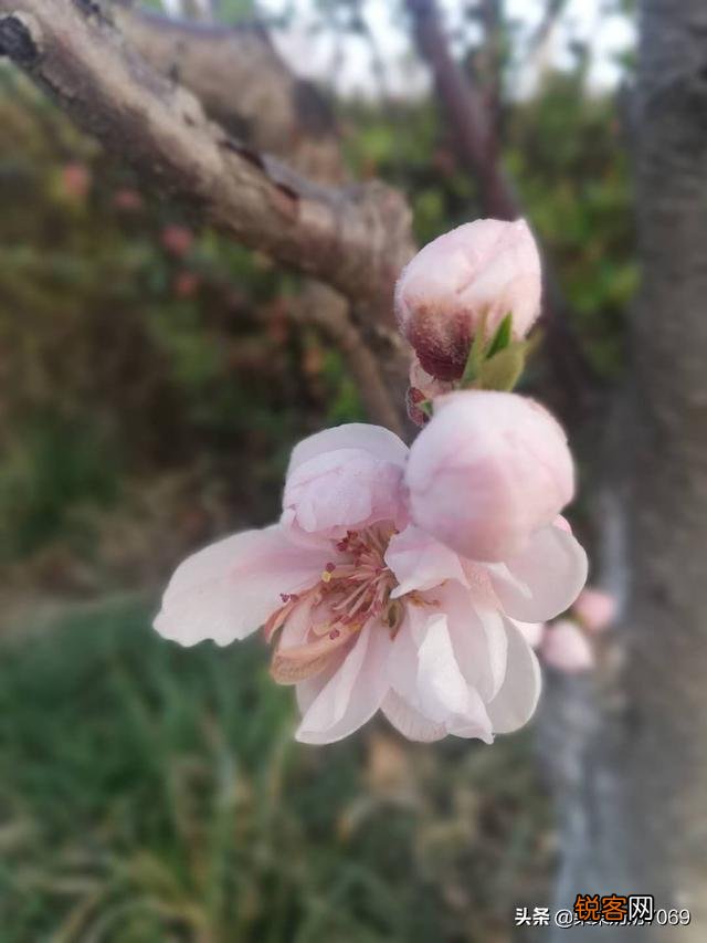 分享春天,欣赏美景,你们在忙些什么,有何分享？
