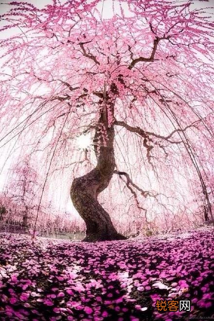 “春有百花秋有月,夏有凉风冬有雪”,你怎么理解这句带人生哲理的句子？