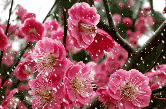 “春有百花秋有月,夏有凉风冬有雪”,你怎么理解这句带人生哲理的句子？