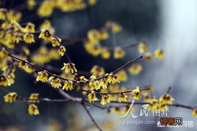 你对“瑞雪兆丰年”的说法赞同吗？下雪还有哪些益处？