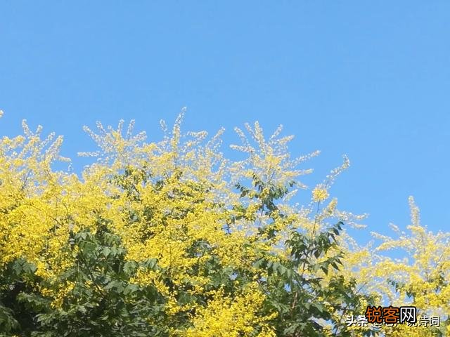 有哪些描写四季的古诗及意思的大全？