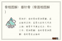 骨面相图解 骨相图解：垂针骨