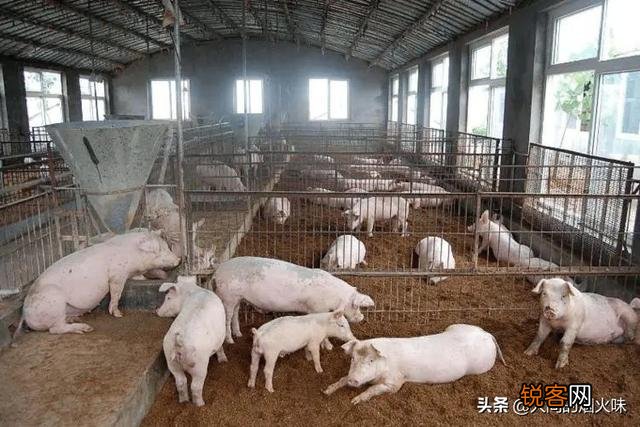 为啥养猪不能用水泥地面？