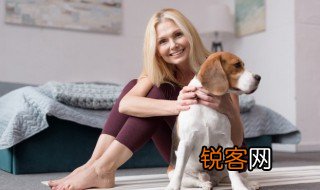 描写小狗的优美句子 描写小狗的好句