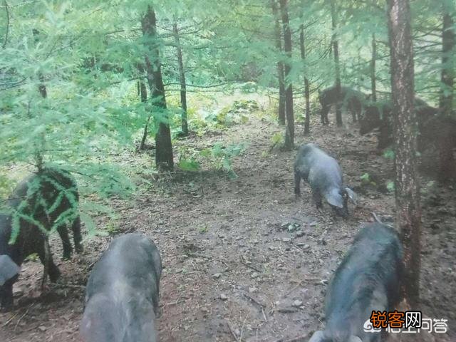“何不食肉糜”这句话可以有不同的解释吗？