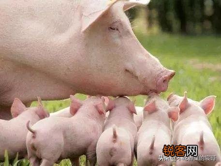 为什么母猪的肉不能吃？
