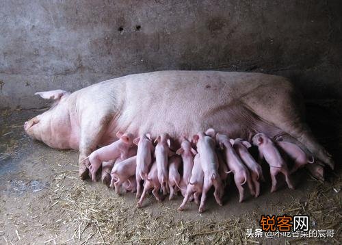 为什么母猪的肉不能吃？