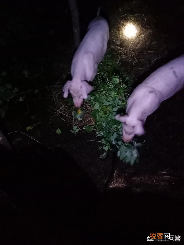 都说农村笨猪肉好吃,但怎么区分笨猪肉和饲养猪呢？
