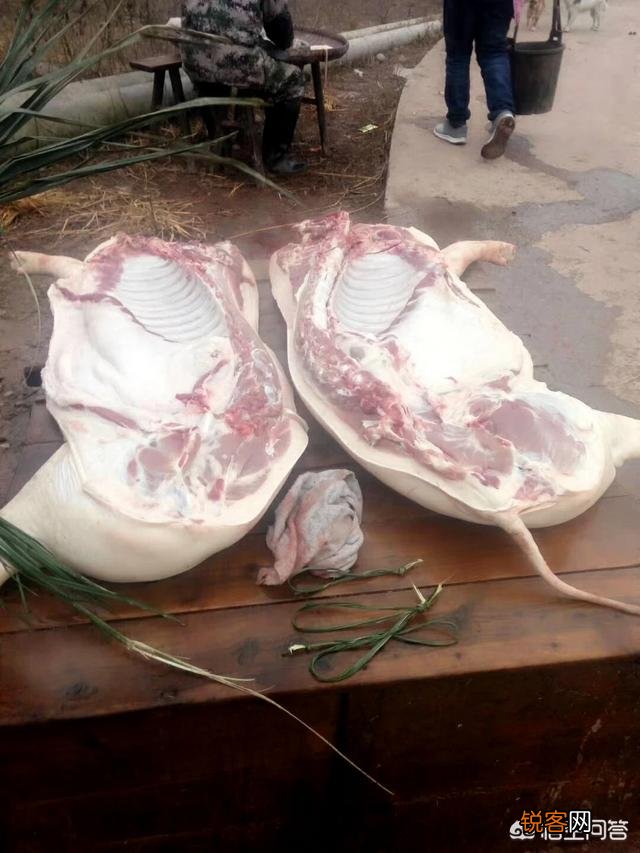 都说农村笨猪肉好吃,但怎么区分笨猪肉和饲养猪呢？