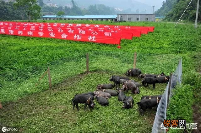 都说农村笨猪肉好吃,但怎么区分笨猪肉和饲养猪呢？