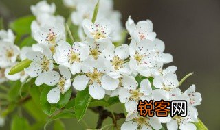 描写梨花盛开的句子 关于梨花盛开的优美句子