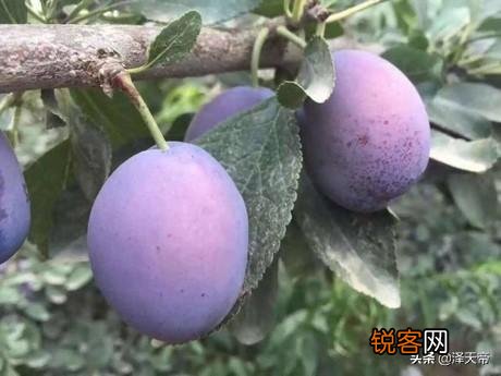 西梅冒条多怎样修剪？