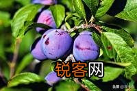 西梅冒条多怎样修剪？