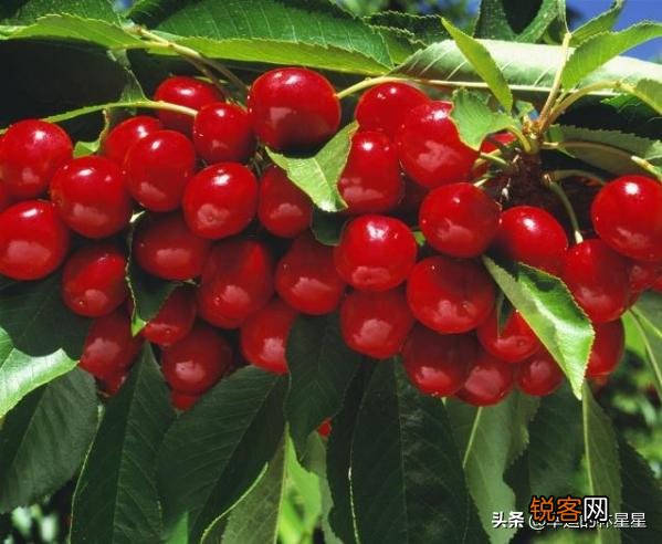 种植大樱桃简单还是种植西梅简单?