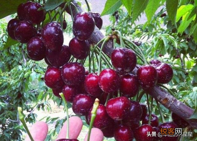 种植大樱桃简单还是种植西梅简单?