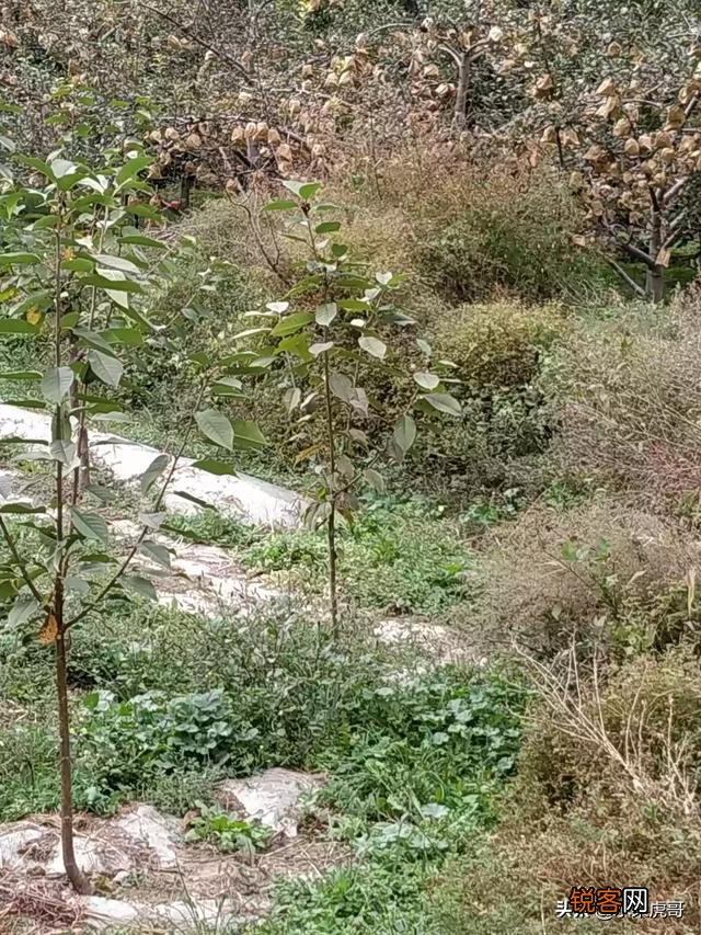种植大樱桃简单还是种植西梅简单?
