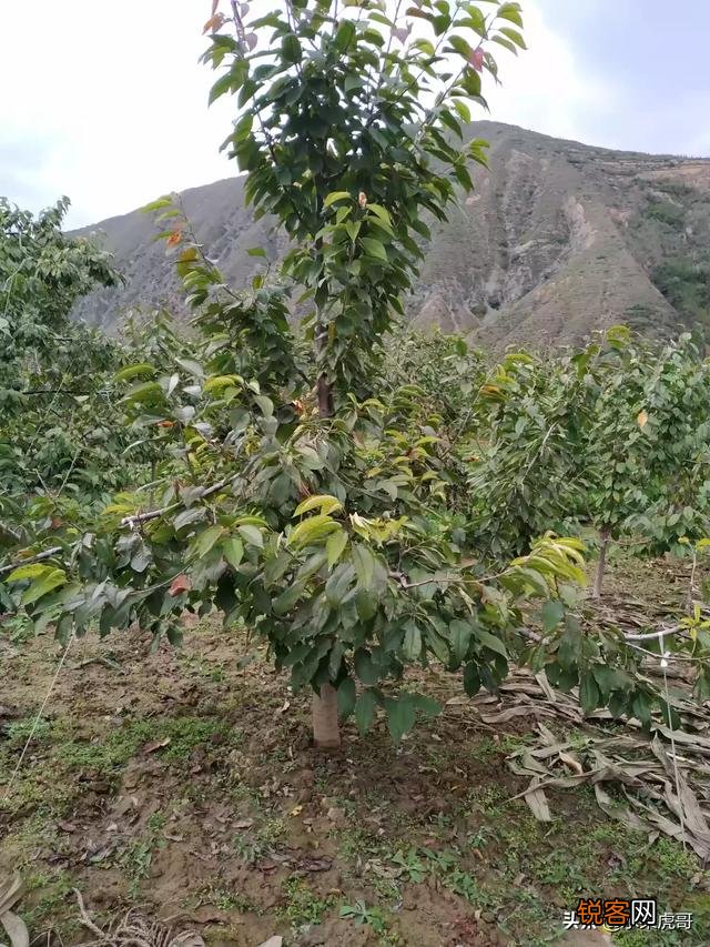 种植大樱桃简单还是种植西梅简单?