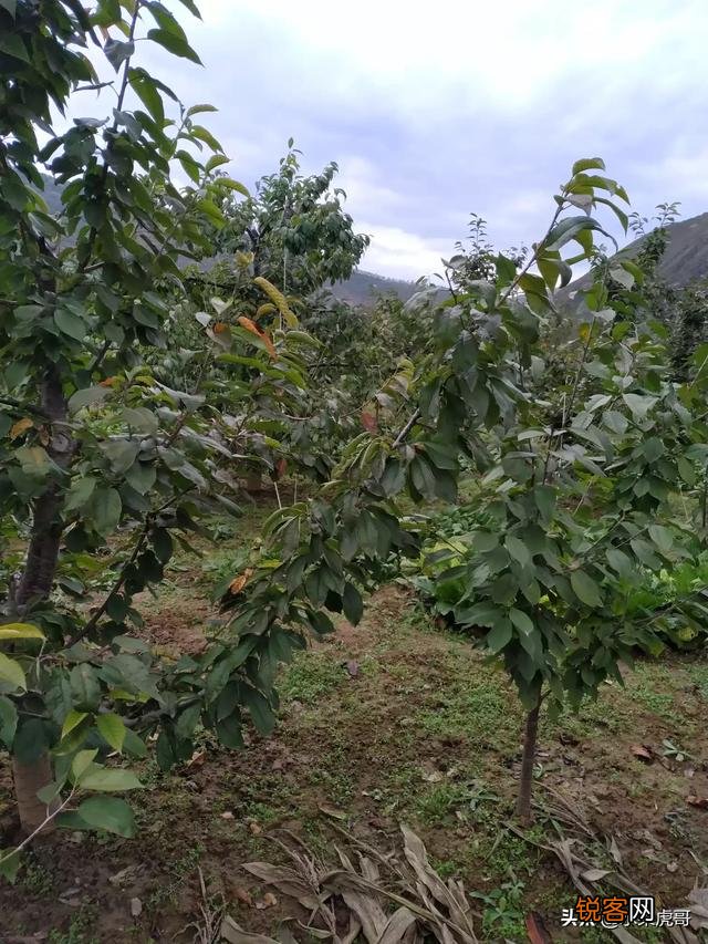 种植大樱桃简单还是种植西梅简单?
