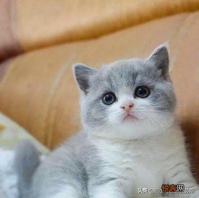 短腿猫,你了解吗？