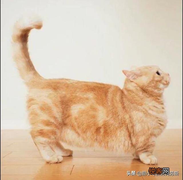 短腿猫,你了解吗？