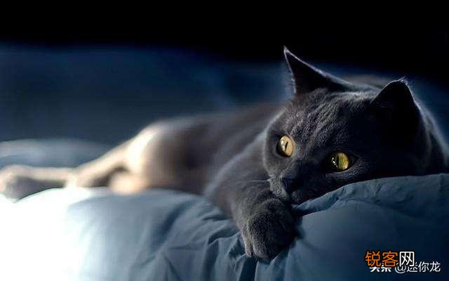 《猫和老鼠》里的杰瑞、汤姆、泰菲和斯派克,放现实中都是什么品种的动物？