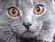英短、俄罗斯蓝猫和沙特尔猫这三种猫的区别在哪里？