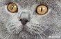 英短、俄罗斯蓝猫和沙特尔猫这三种猫的区别在哪里？
