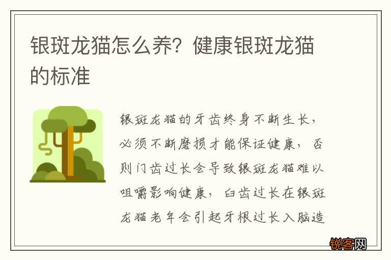 银斑龙猫怎么养？健康银斑龙猫的标准