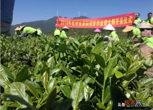铁观音除了安溪县有,还有哪些地方也产铁观音,各有什么特点？