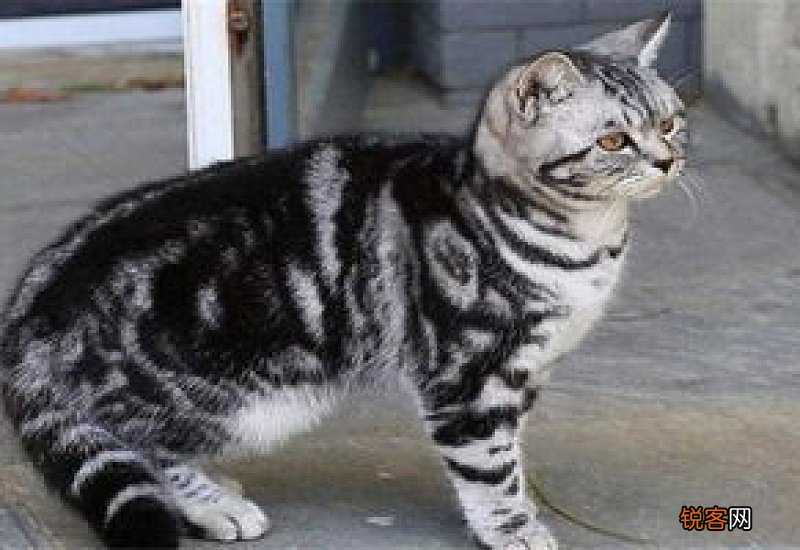 美短虎斑与狸花猫的区别