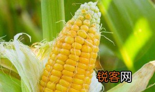 玉蜀黍怎么读 玉米蜀黍怎么读