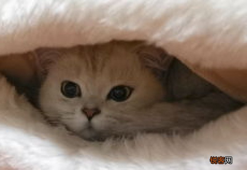 渐层猫能长多大