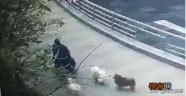 80岁老人遛狗不栓绳,遭中年男子暴打,疑因小狗追人,谁的错？