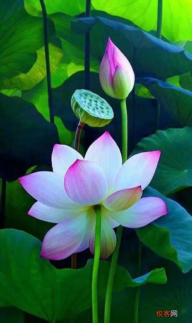 你喜欢的一句含有“花”字的诗句是什么？