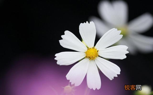 飞花令是什么？