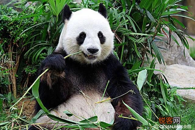 为什么有些保护动物依然在灭绝,而苍蝇蚊子老鼠人人喊打却活得好好的？