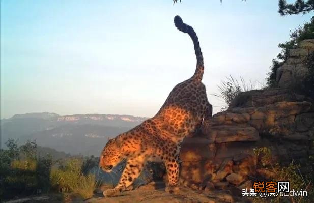 一些绝迹的动物是如何再次出现的?