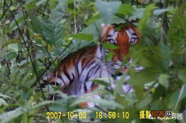 有哪些生物是你认为还存在,却已经灭绝的?