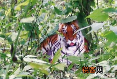 台湾云豹消失36年后重现?已经灭绝的动物为何还能现身?