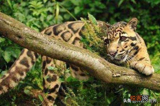 台湾云豹消失36年后重现?已经灭绝的动物为何还能现身?