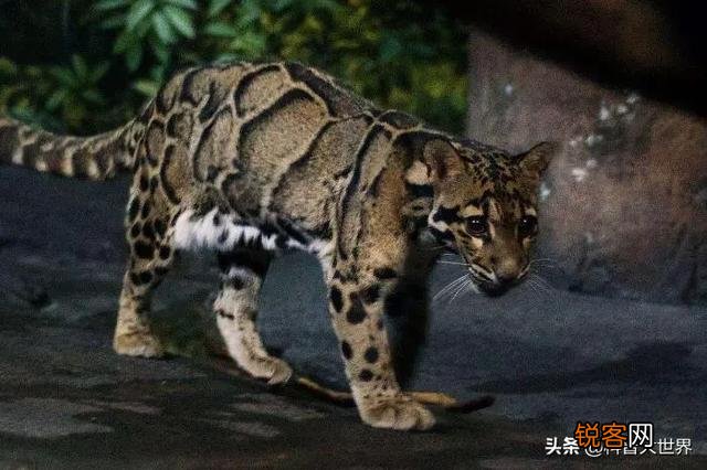 台湾云豹消失36年后重现?已经灭绝的动物为何还能现身?