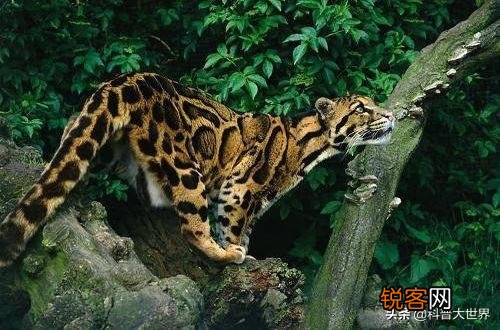 台湾云豹消失36年后重现?已经灭绝的动物为何还能现身?