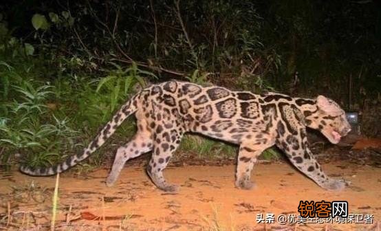 台湾云豹消失36年后重现？已经灭绝的动物为何还能现身？