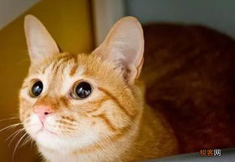 猫上火有眼屎怎么办
