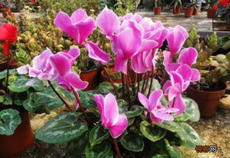 仙客来开完花以后怎么办