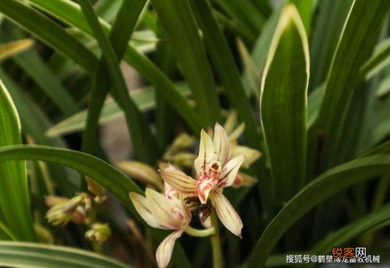 兰花施肥方法