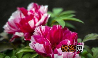 描写牡丹的优美句子 关于描写牡丹的优美句子