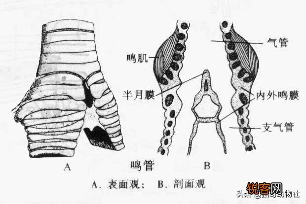 母鸡打鸣是怎么回事啊？
