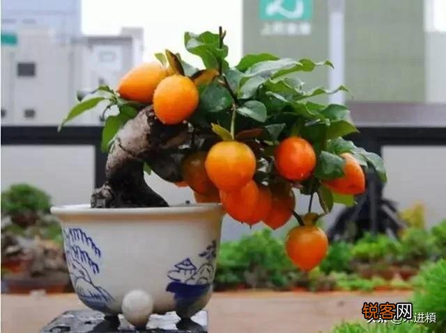 嫂子讨厌小姑子怎么办？